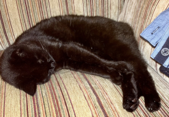 Trick or Cat Treat? The Excellent Cats do Halloween