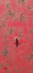 Please tell me these aren't ticks!