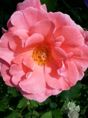Which roses do you have?
