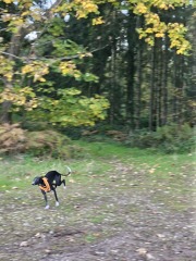 The Nigel Slater Christmas Chronicles Readalong 2024