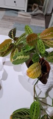 Peacock Maranta advice needed