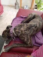 To rehome an older greyhound?