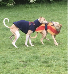 What is acceptable “telling off” by dog
