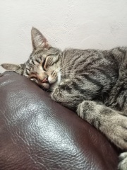 The Autumnal Christmas Chronicles Preamble - Thread 2 further ramblings