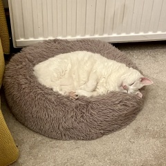 We're getting a cat... please advise