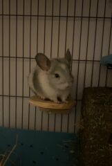 Help! We need names for our two new chins