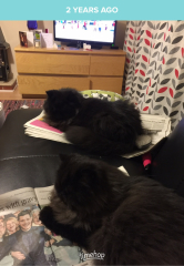 Black cat appreciation (pics please)