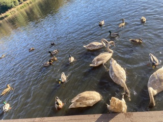 Come and tell me your dull and unexciting news 31: Calmly through the day