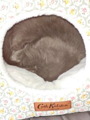 Flounders or Flouncers? The Excellent Cats continue their important debate