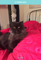 Black cat appreciation (pics please)