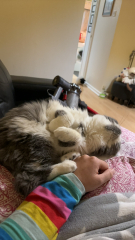 Board for owners of the most beautiful cats