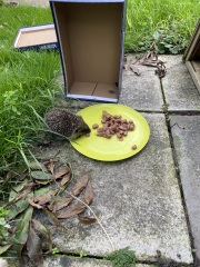 I rescued a hedgehog today!