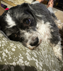 Shih Tzu, Havanese or Toy Poodle??
