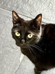 Board for owners of the most beautiful cats