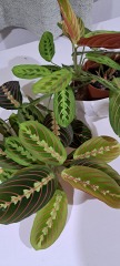 Peacock Maranta advice needed