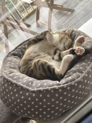 Flounders or Flouncers? The Excellent Cats continue their important debate