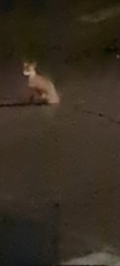 I've just yelled at him