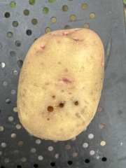 Holes in potatoes