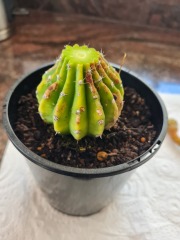 Any cactus experts about?