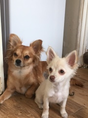 To get another female dog,considering I already have one