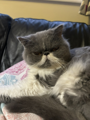 Board for owners of the most beautiful cats