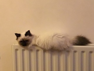 Board for owners of the most beautiful cats