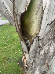 Can anyone help me identify this tree?
