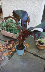 End of Season sale - B&Q