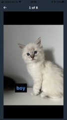 What would you name my daughter's new kitten (with pics!)?