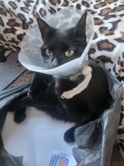 Best alternative to cone of shame