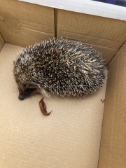 I rescued a hedgehog today!