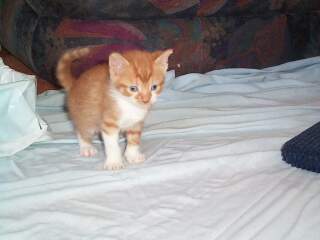 Ginger cat name suggestions please