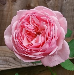 Which roses do you have?
