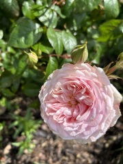 Which roses do you have?