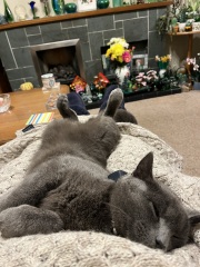 Flounders or Flouncers? The Excellent Cats continue their important debate