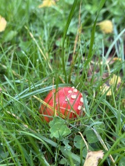 The Autumnal Christmas Chronicles Preamble - Thread 2 further ramblings