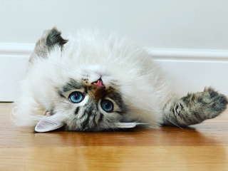 Board for owners of the most beautiful cats