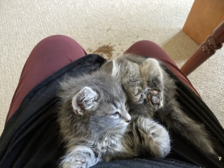 Enter Cat Four