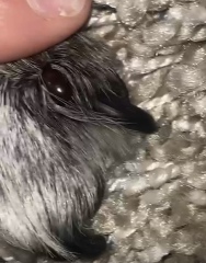 Red lump on dogs paw