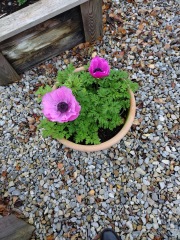 Help needed identifying this plant