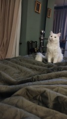 Board for owners of the most beautiful cats