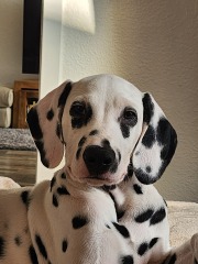 Puppy Survival Thread for New and Old Pups - here comes winter 2024