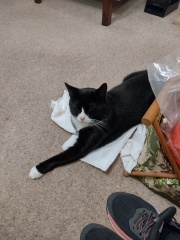 Please help I need a name for my new cat