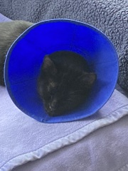 Flounders or Flouncers? The Excellent Cats continue their important debate