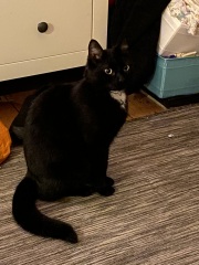 Flounders or Flouncers? The Excellent Cats continue their important debate