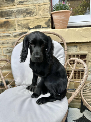 Puppy Survival Thread for New & Old Pups - Soon be Autumn 2024