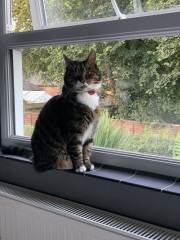 Board for owners of the most beautiful cats