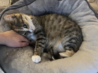 Flounders or Flouncers? The Excellent Cats continue their important debate