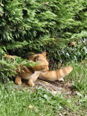 Trick or Cat Treat? The Excellent Cats do Halloween