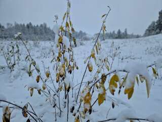 The Autumnal Christmas Chronicles Preamble - Thread 2 further ramblings